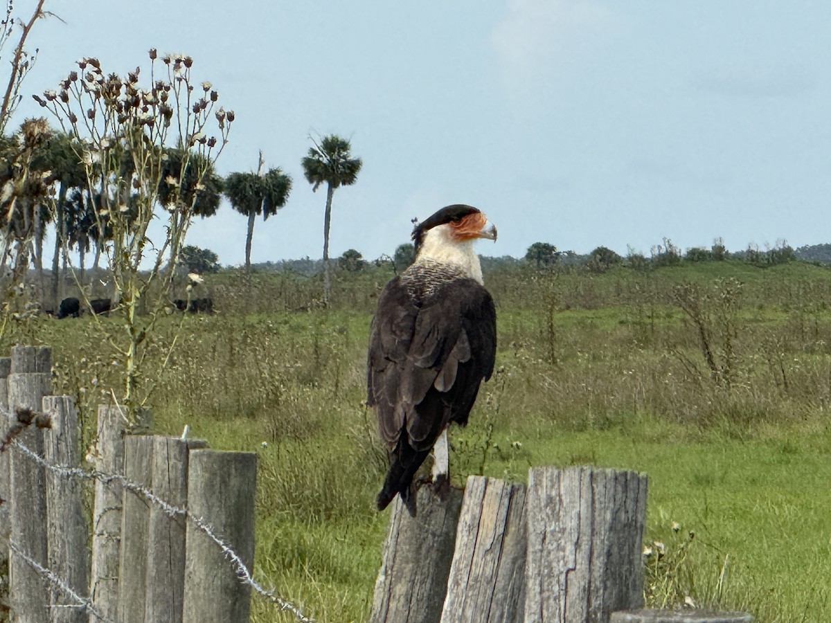 Crested Caracara - ML638145084