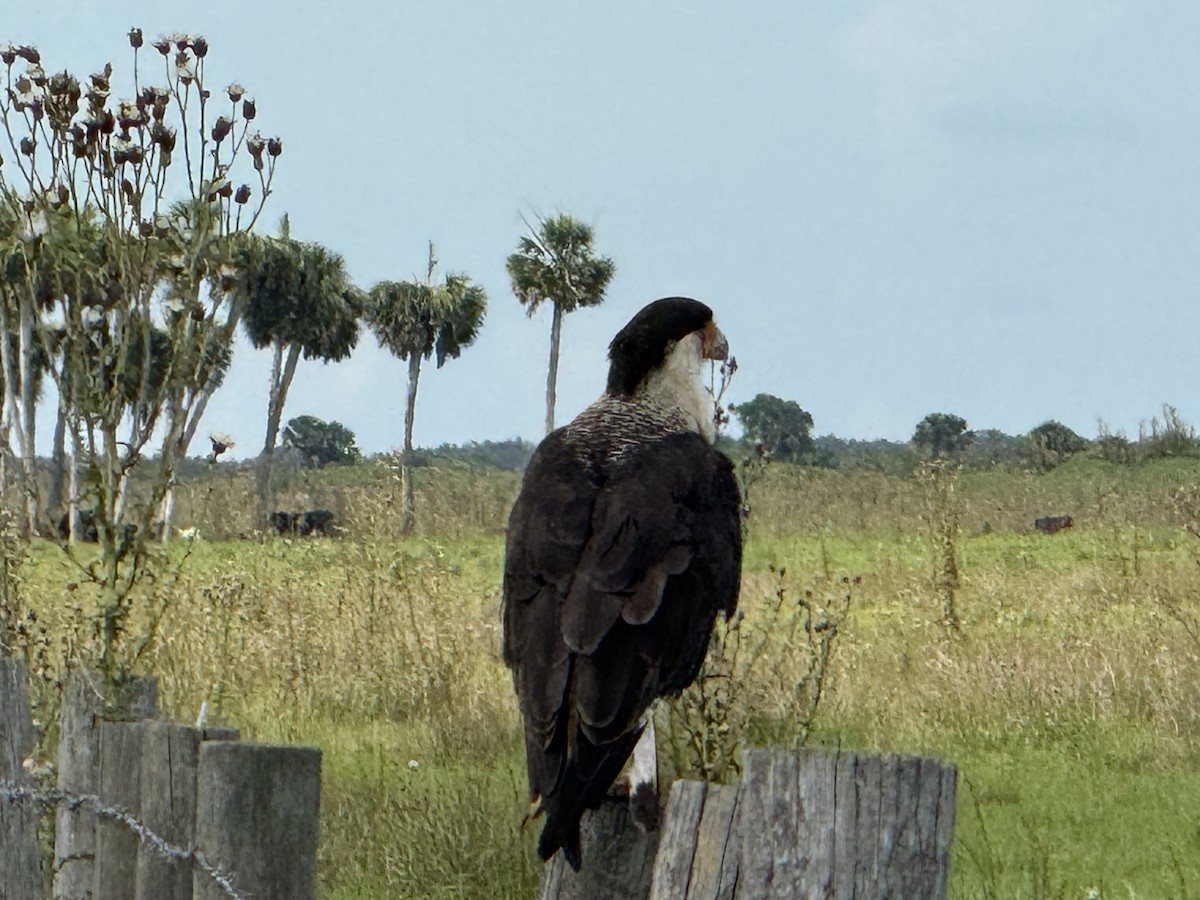 Crested Caracara - ML638145086