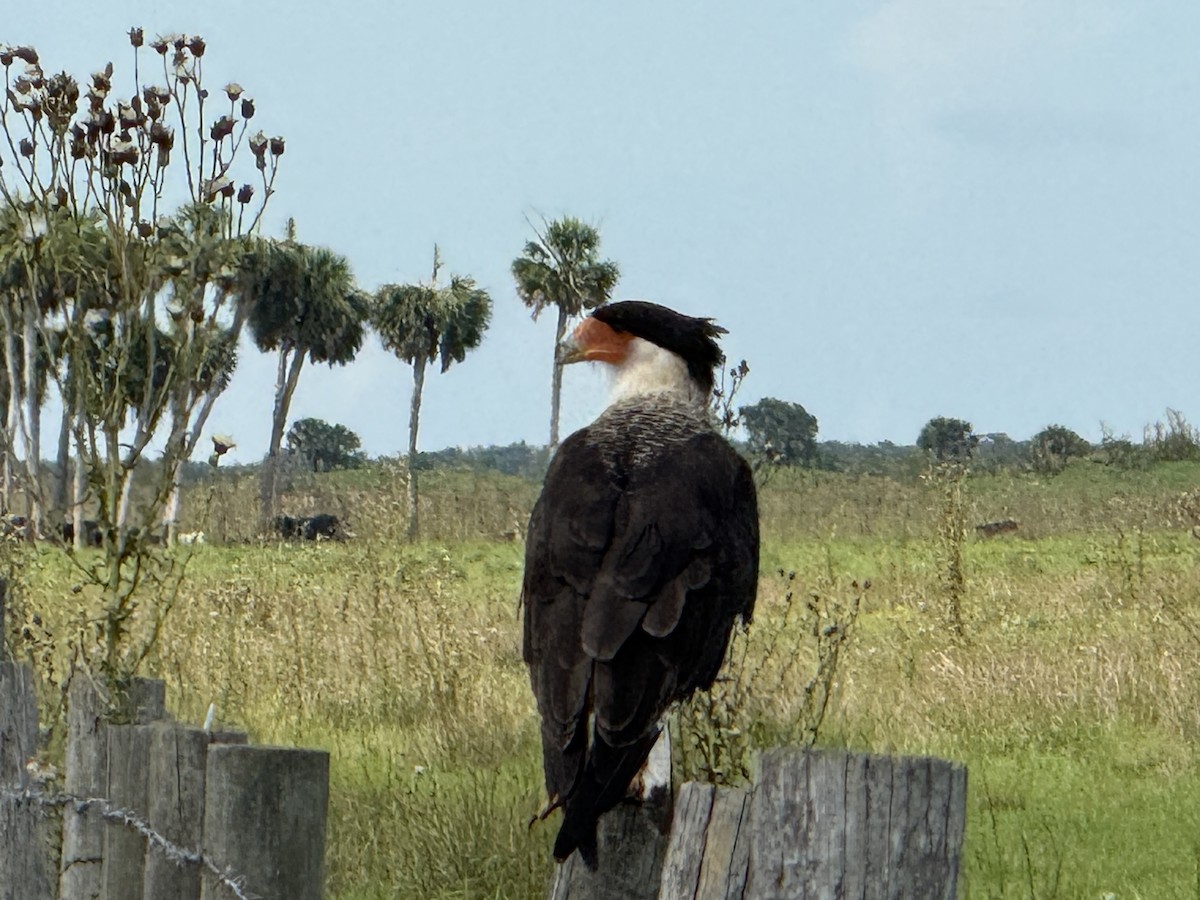 Crested Caracara - ML638145087