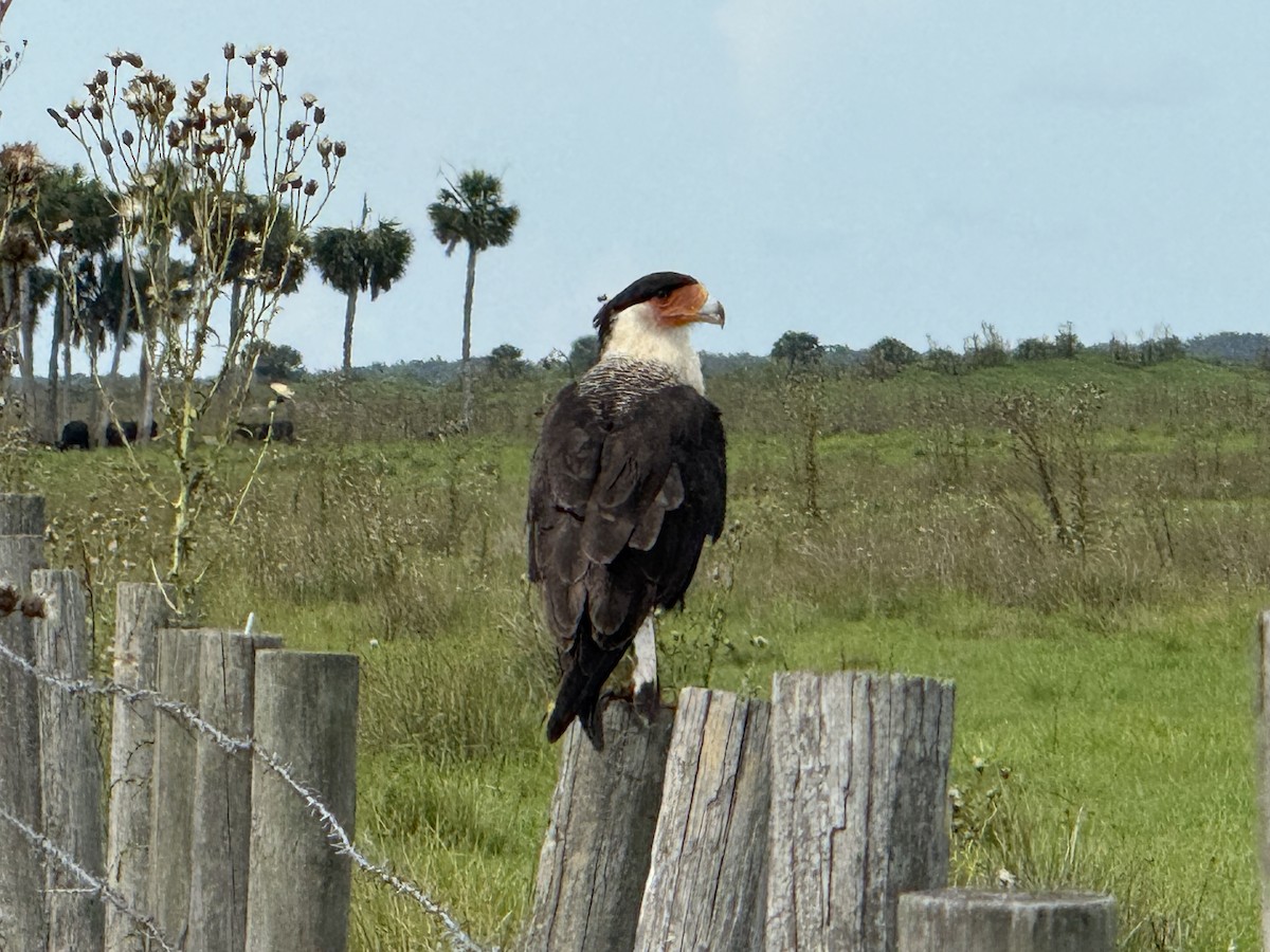 Crested Caracara - ML638145088