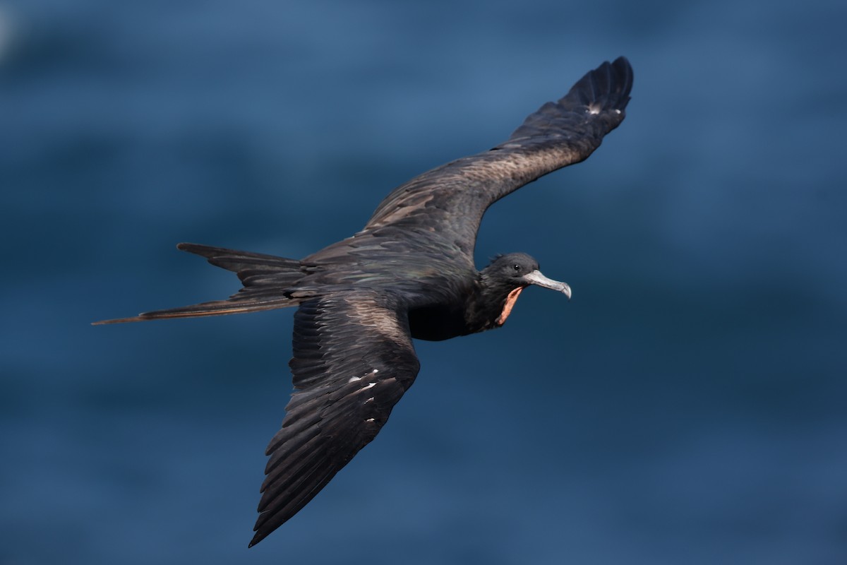Bindenfregattvogel - ML638145091