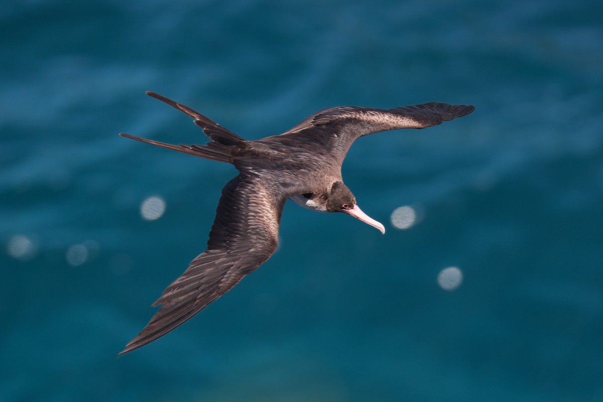 Bindenfregattvogel - ML638145093