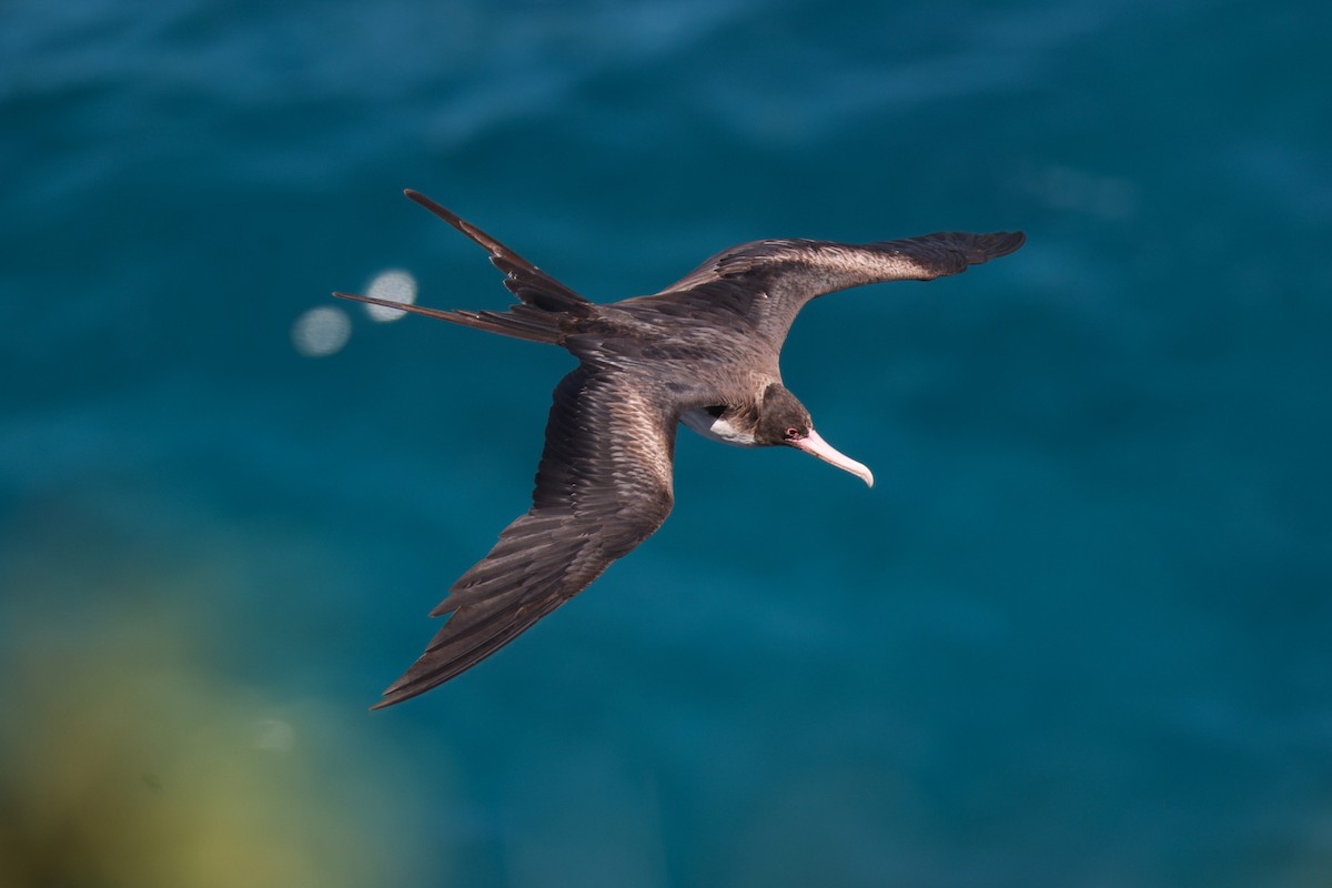 Bindenfregattvogel - ML638145094