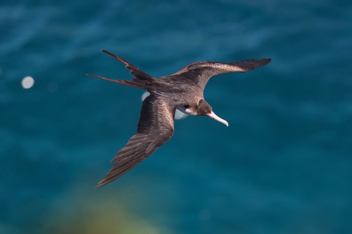 Bindenfregattvogel - ML638145095