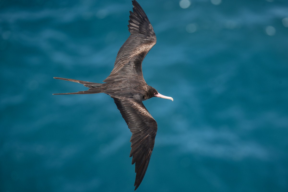 Bindenfregattvogel - ML638145096
