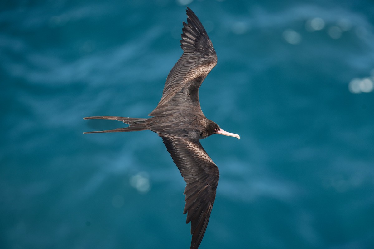 Bindenfregattvogel - ML638145097
