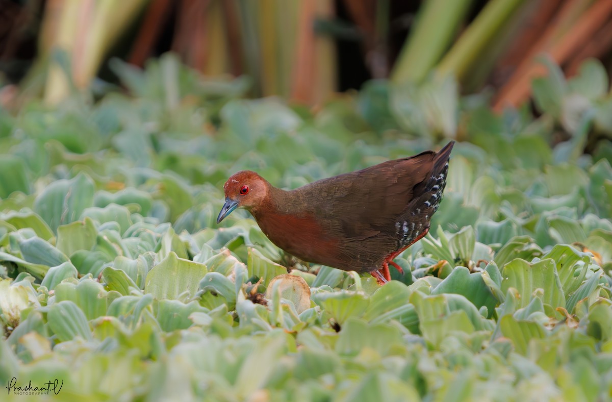 Zimtsumpfhuhn - ML638145117