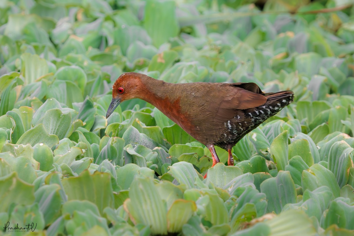 Zimtsumpfhuhn - ML638145118