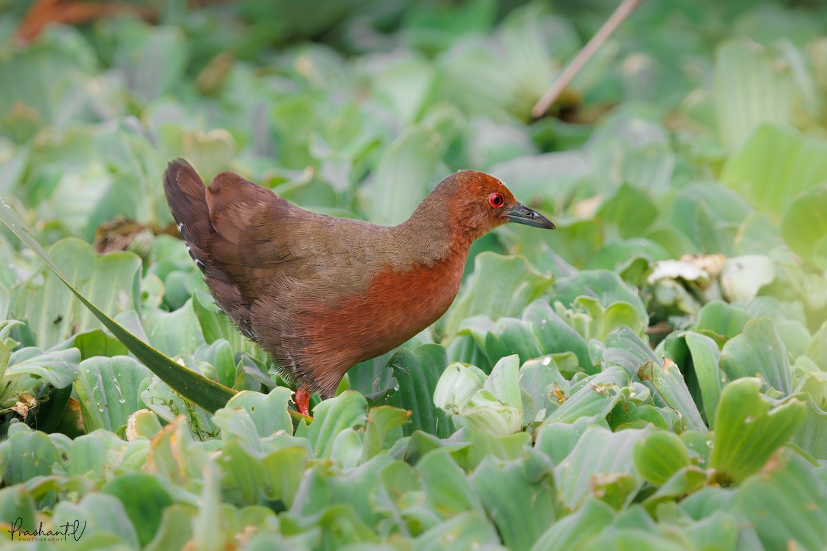 Zimtsumpfhuhn - ML638145120