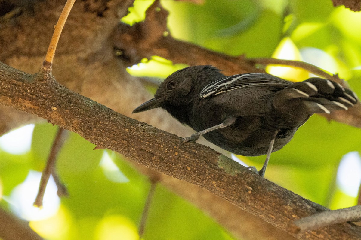 Rio Branco Antbird - ML638145165