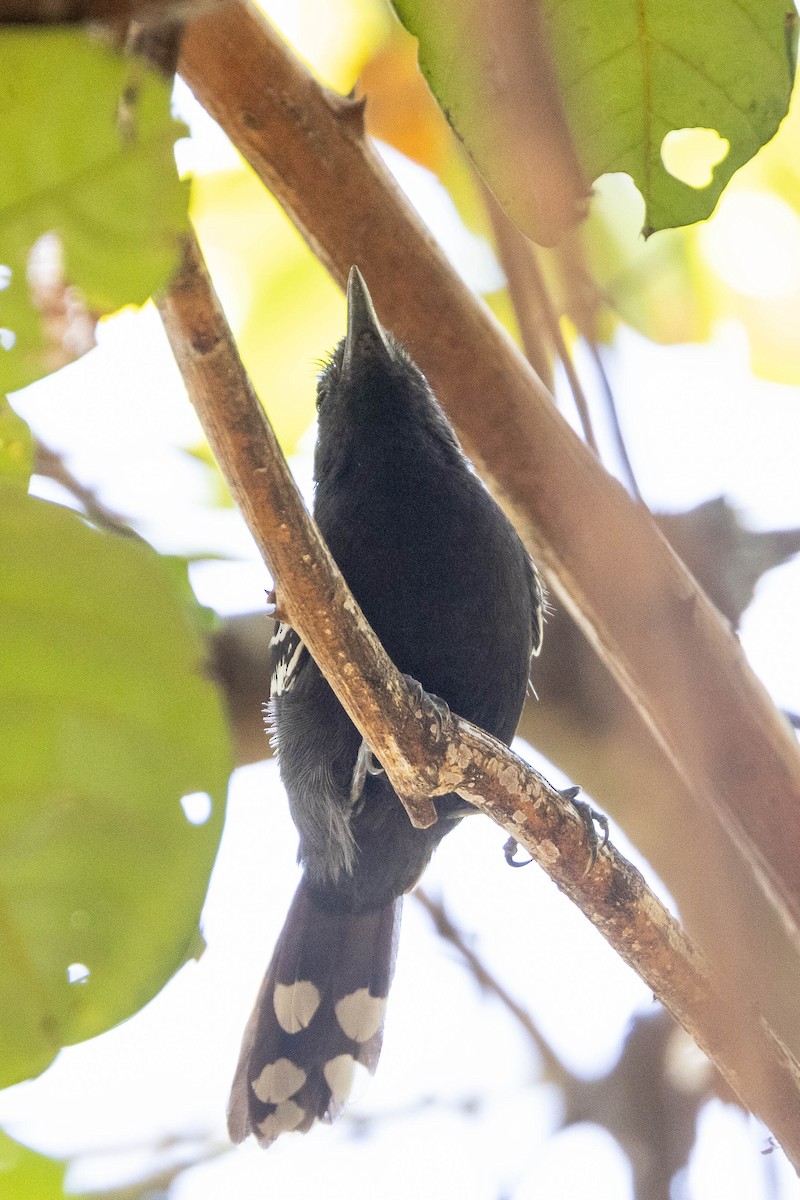 Rio Branco Antbird - ML638145166