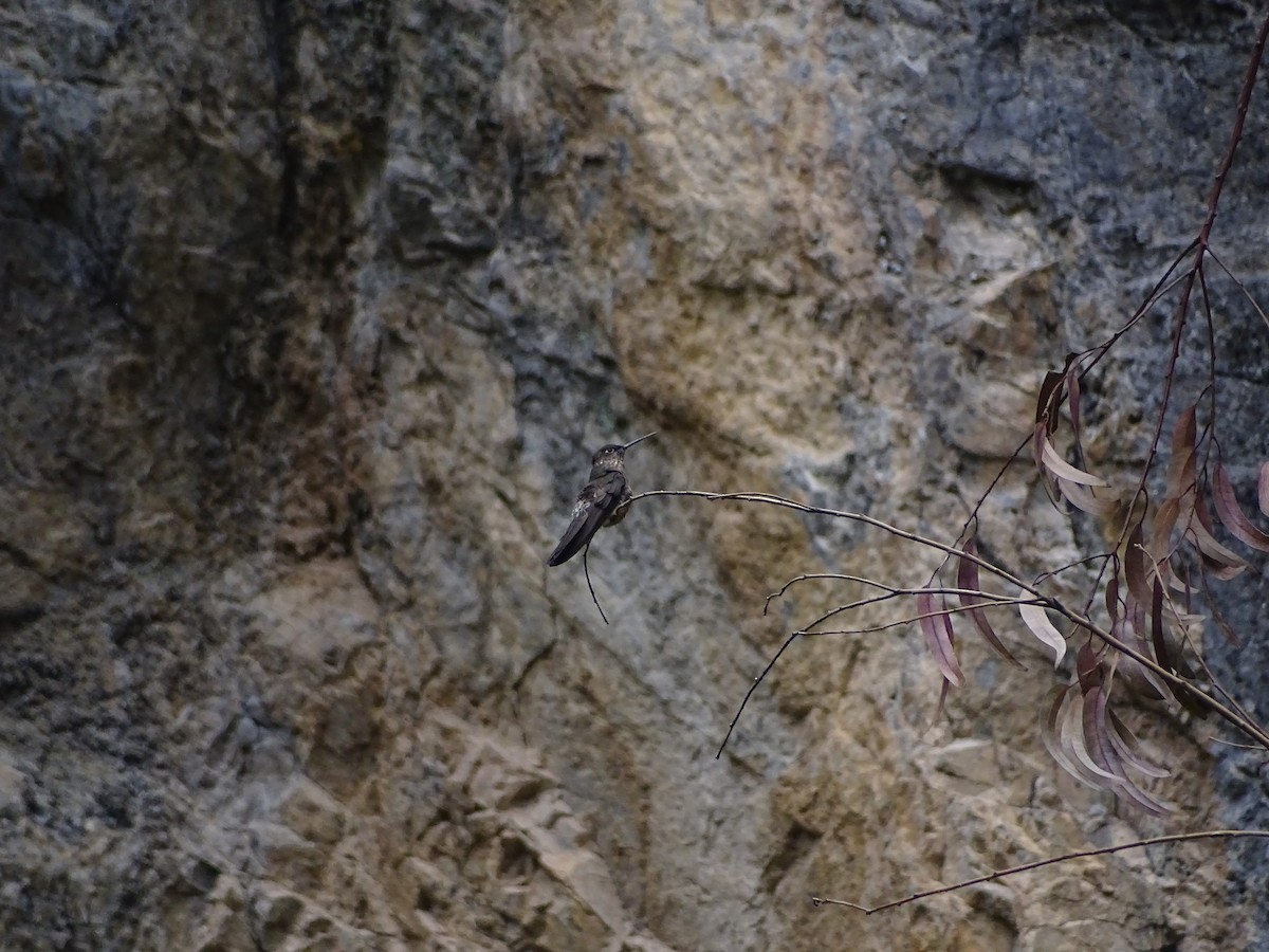 Giant Hummingbird - ML638145170