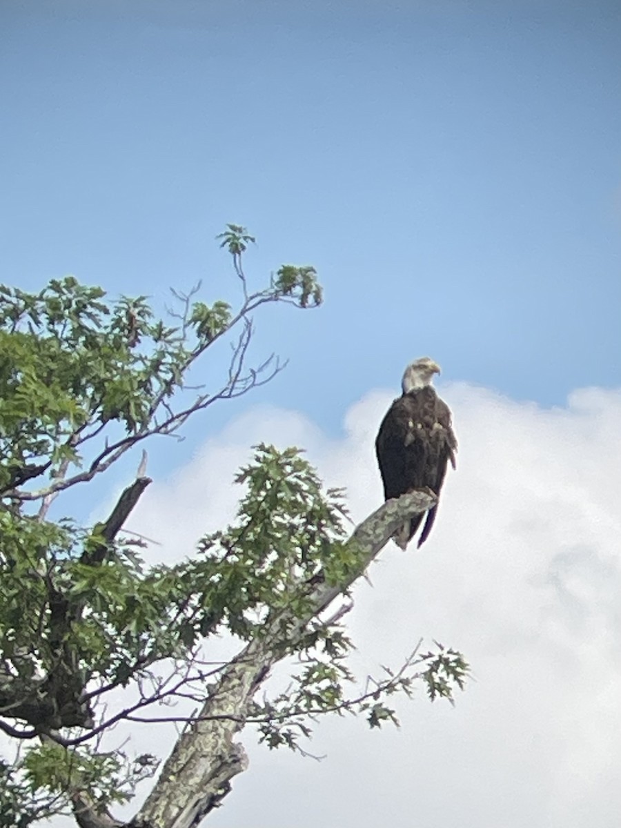 Bald Eagle - ML638145188