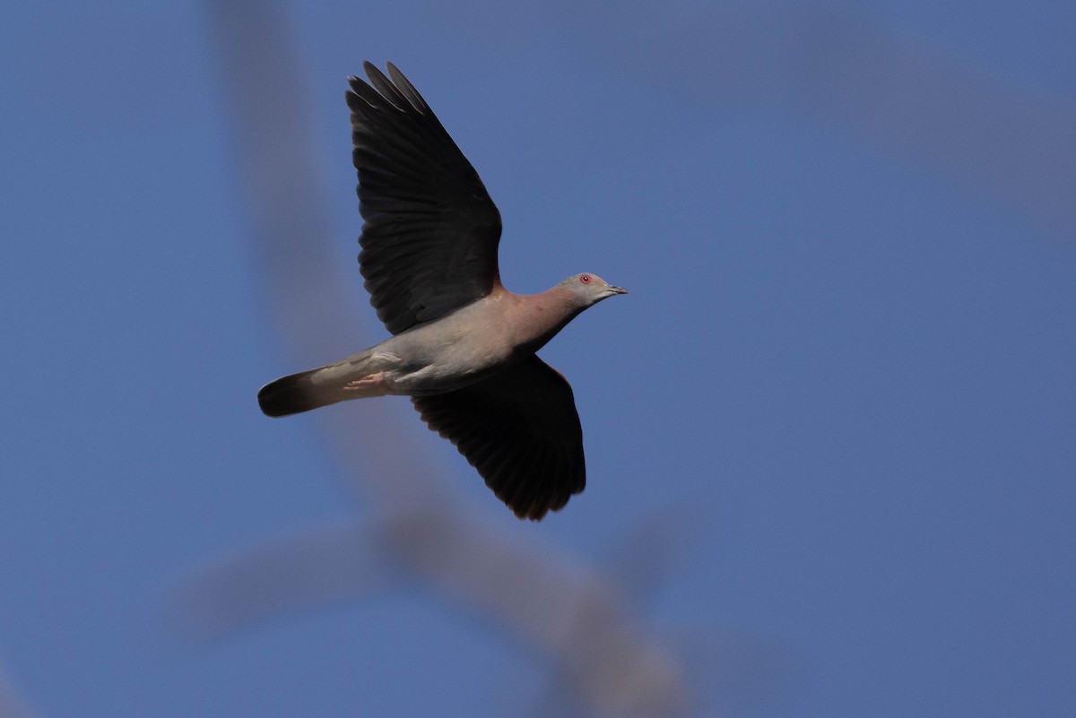 Pale-vented Pigeon - ML638145192