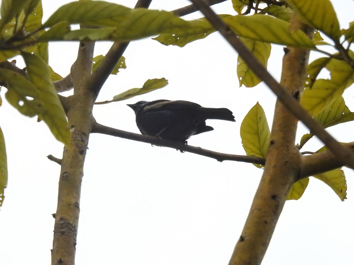 Blue-necked Tanager - ML638145198