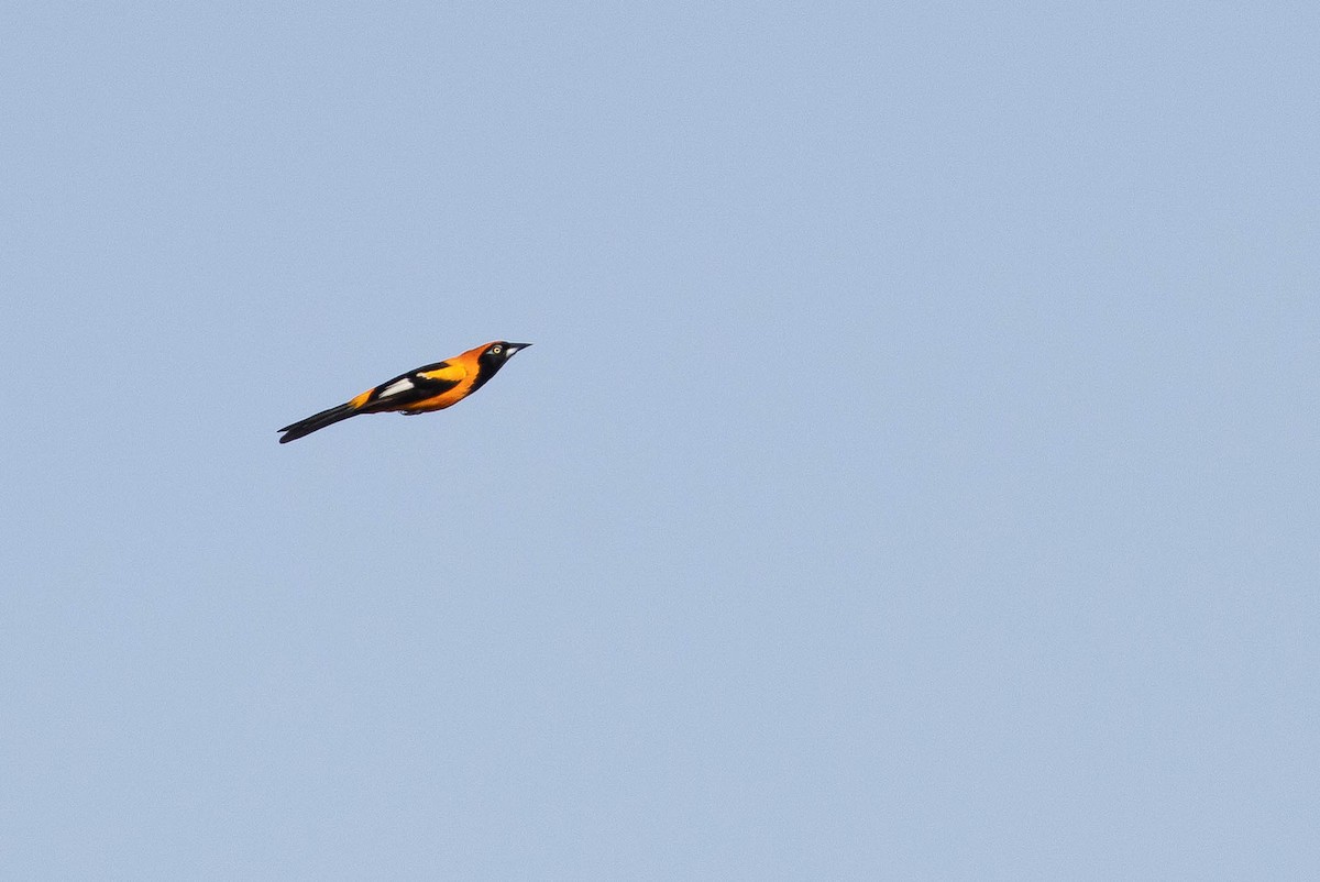 Orange-backed Troupial - ML638145199