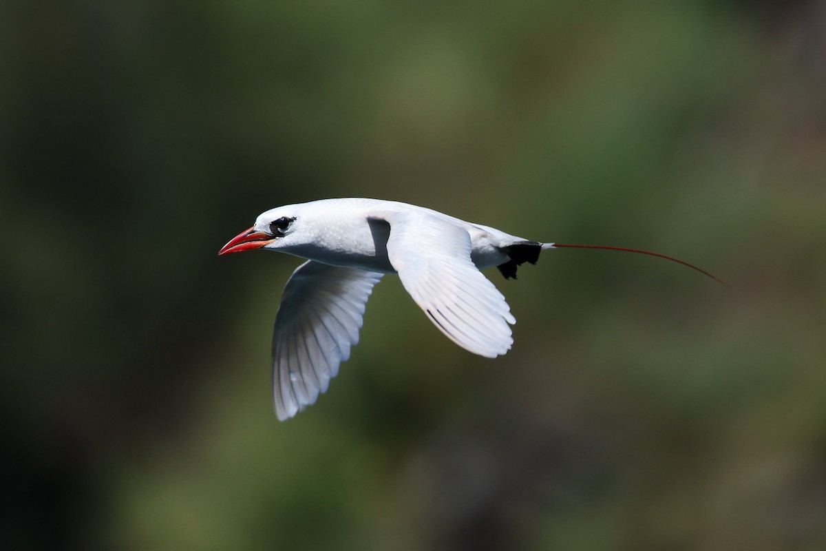 Red-tailed Tropicbird - ML638145242