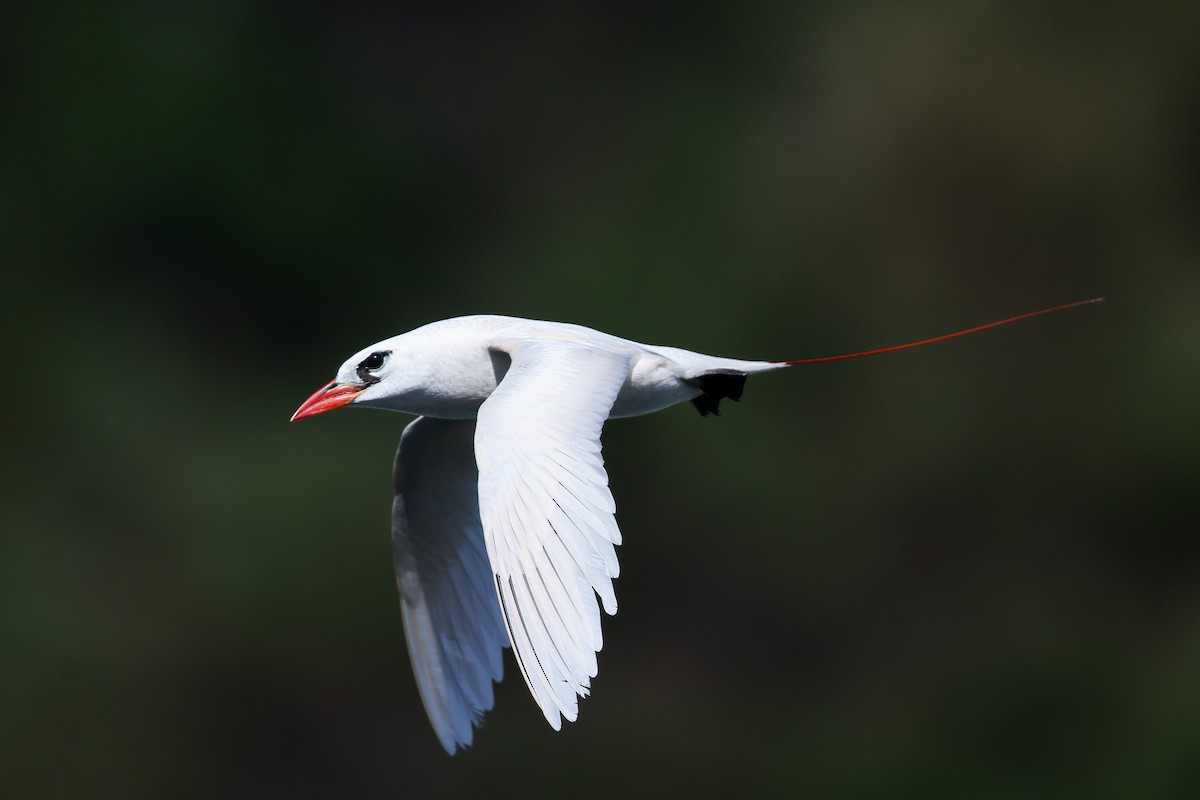 Red-tailed Tropicbird - ML638145243