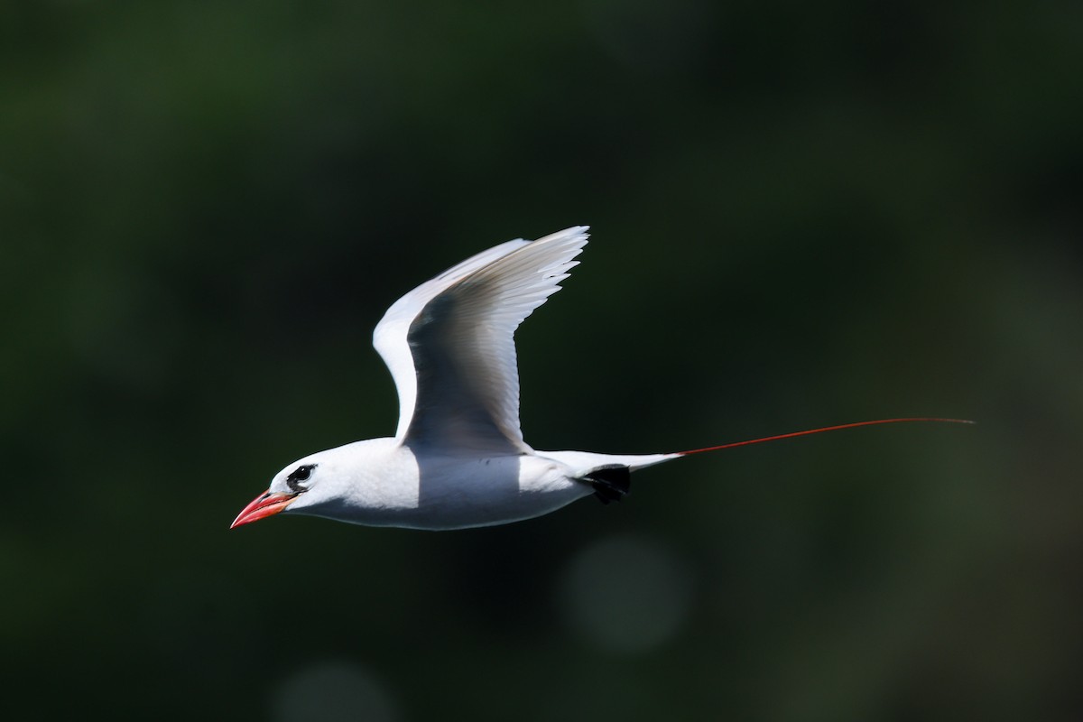 Red-tailed Tropicbird - ML638145246