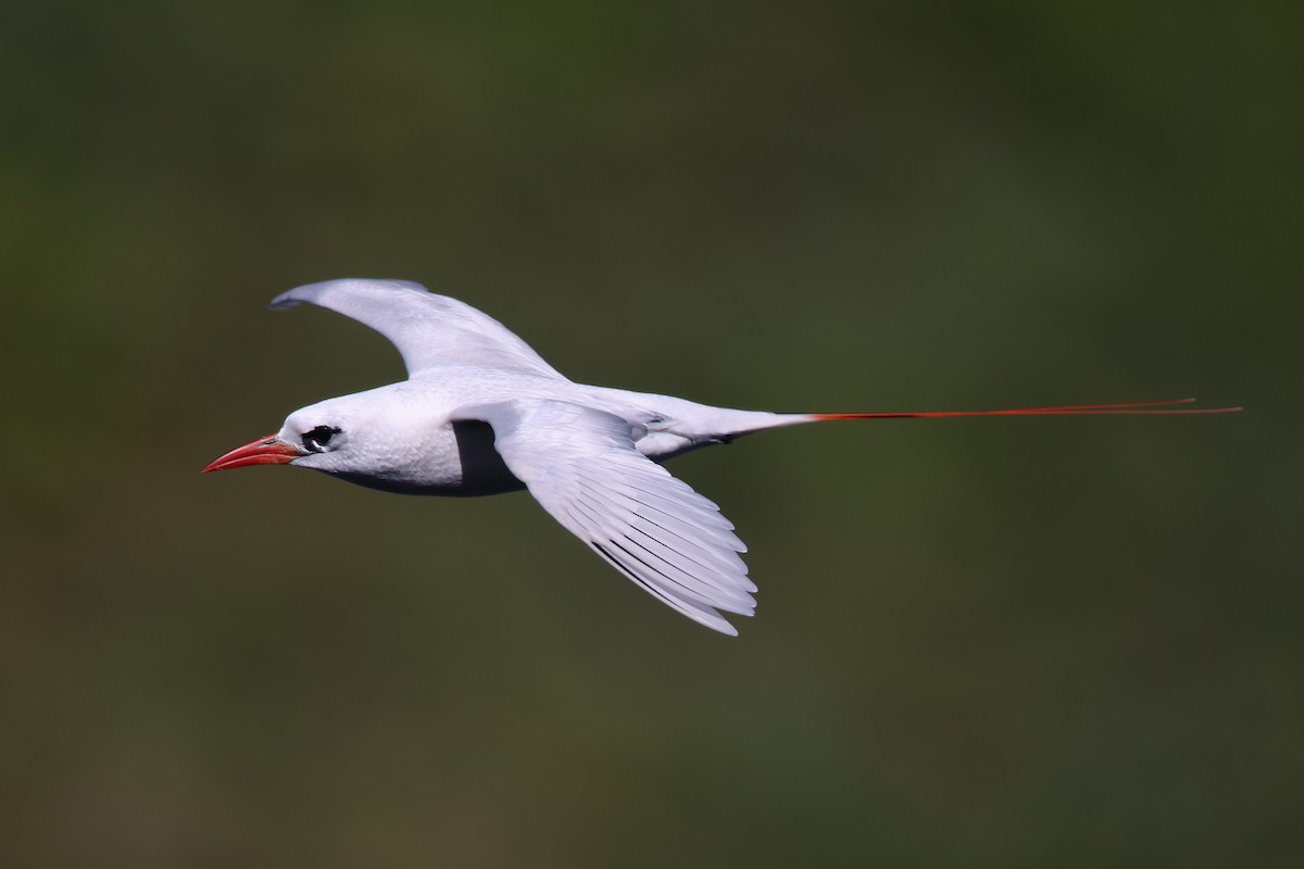 Red-tailed Tropicbird - ML638145247