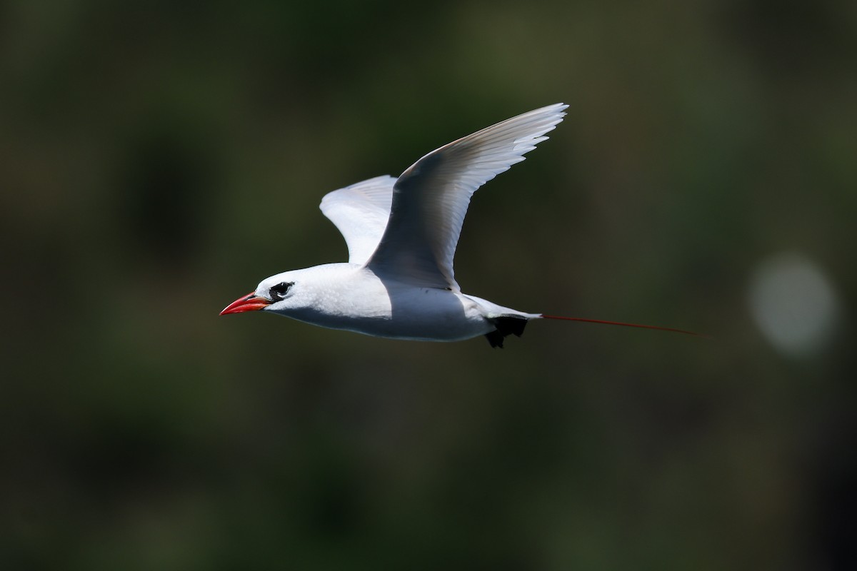 Red-tailed Tropicbird - ML638145248