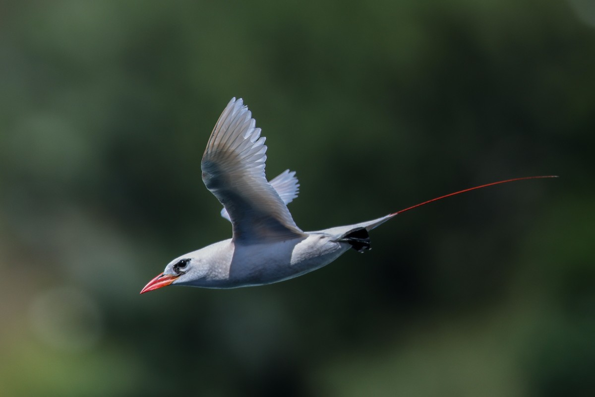 Red-tailed Tropicbird - ML638145249