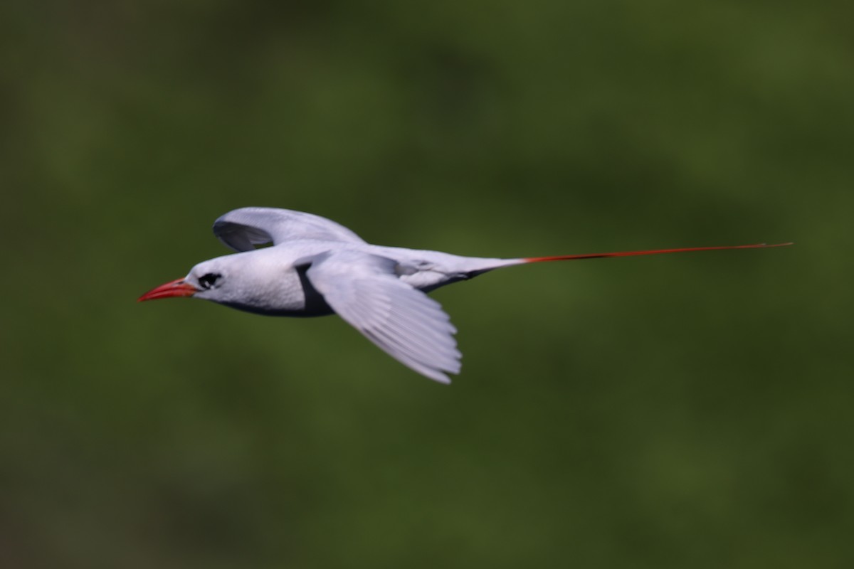 Red-tailed Tropicbird - ML638145250
