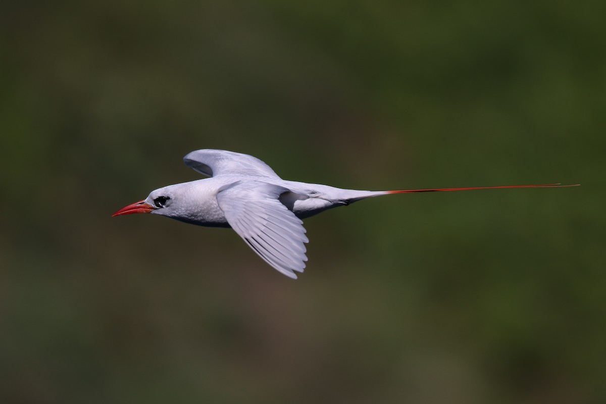 Red-tailed Tropicbird - ML638145251