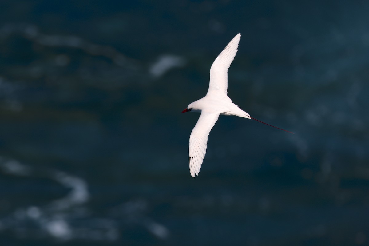 Red-tailed Tropicbird - ML638145252