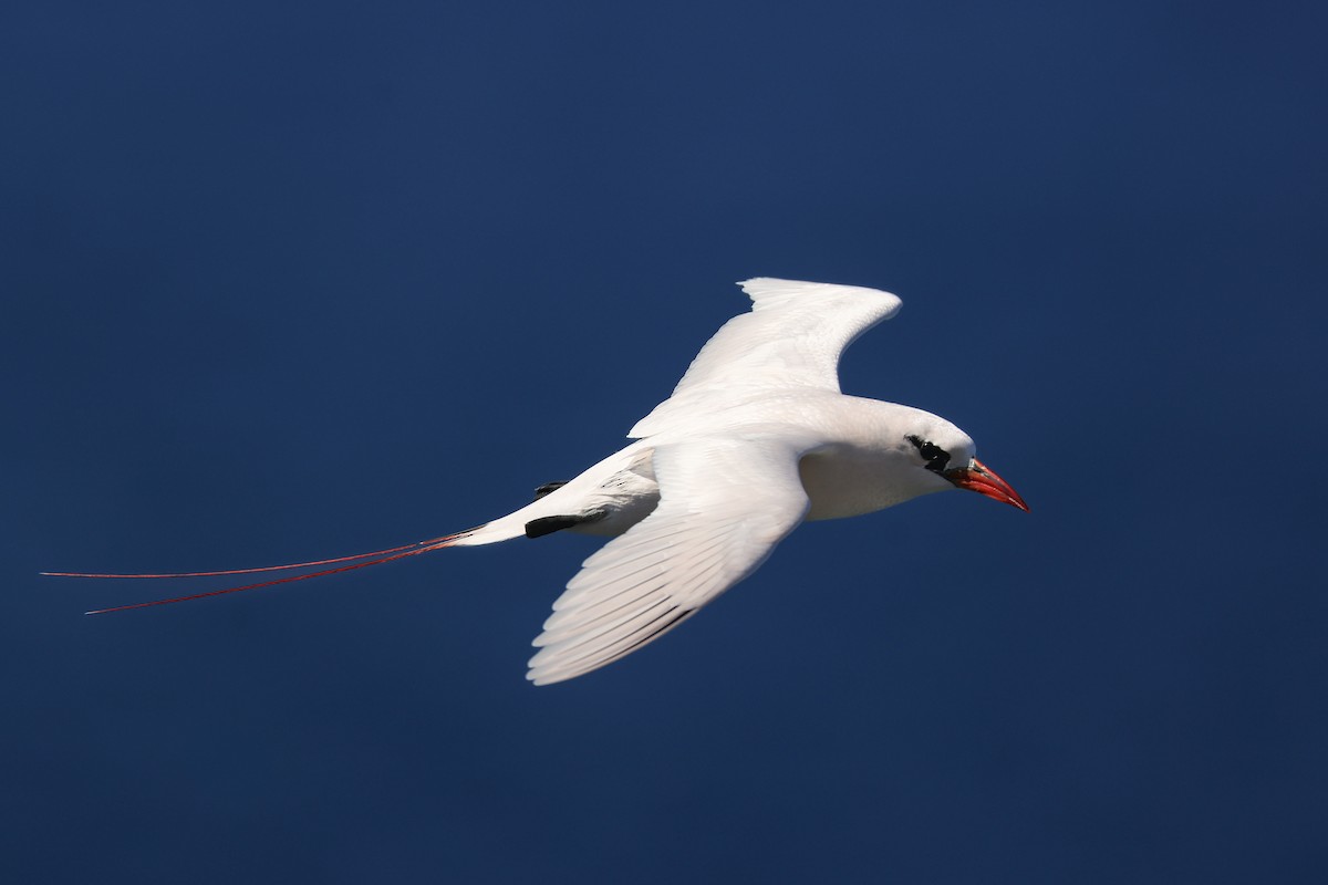Red-tailed Tropicbird - ML638145253