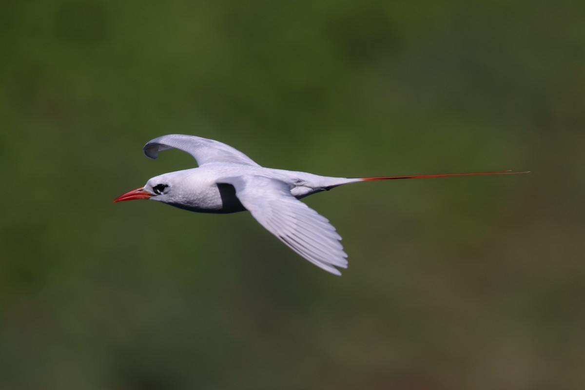 Red-tailed Tropicbird - ML638145254