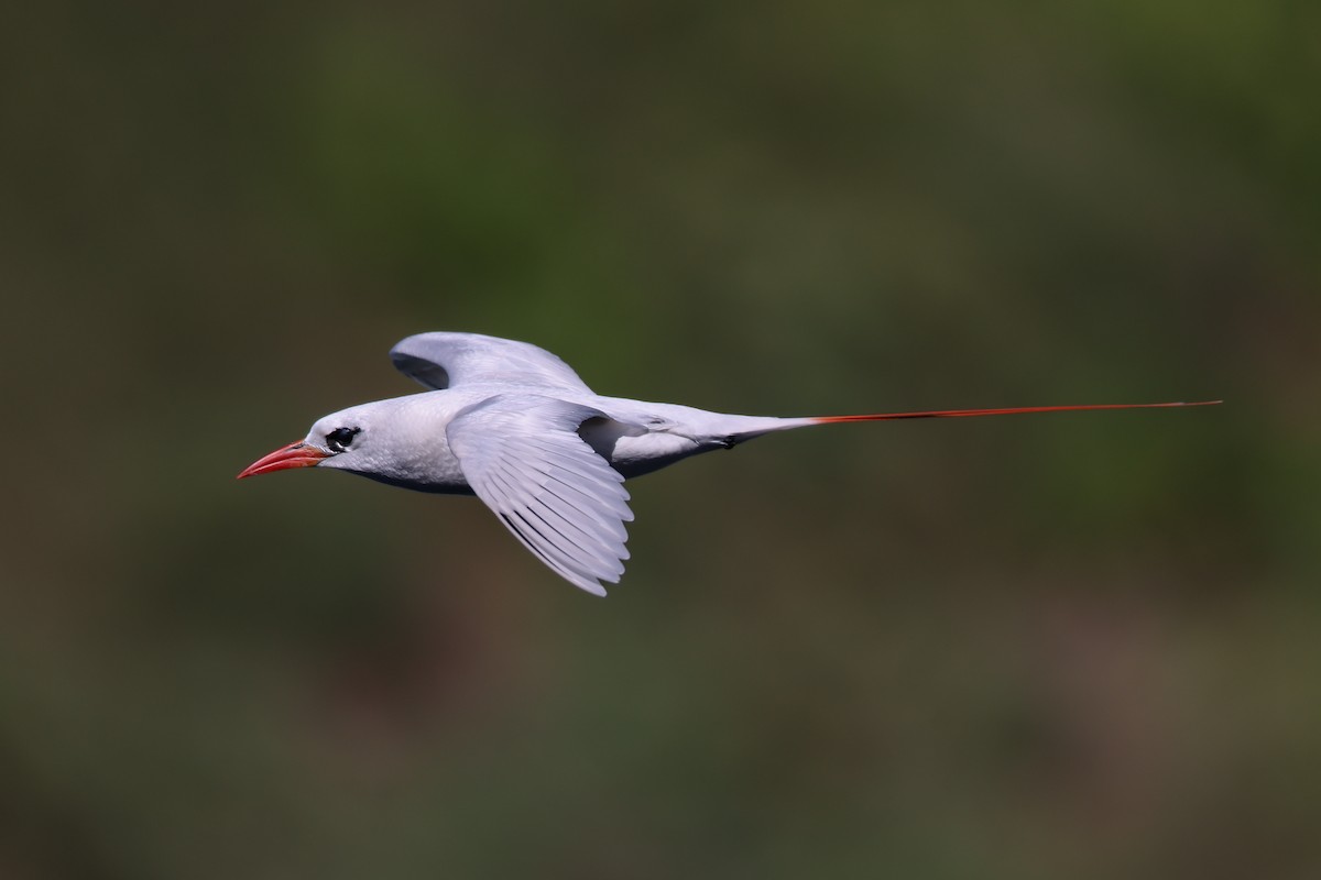 Red-tailed Tropicbird - ML638145258