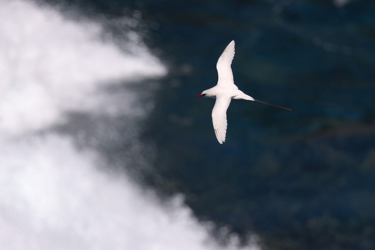 Red-tailed Tropicbird - ML638145264
