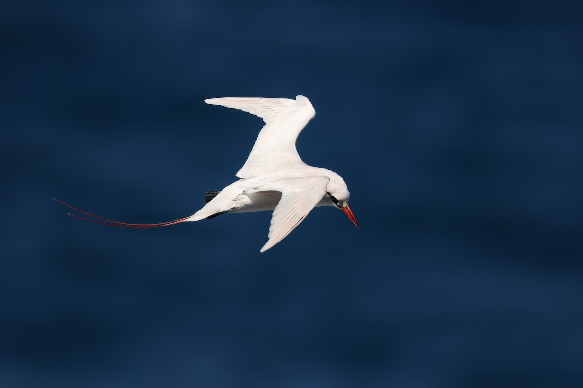 Red-tailed Tropicbird - ML638145265