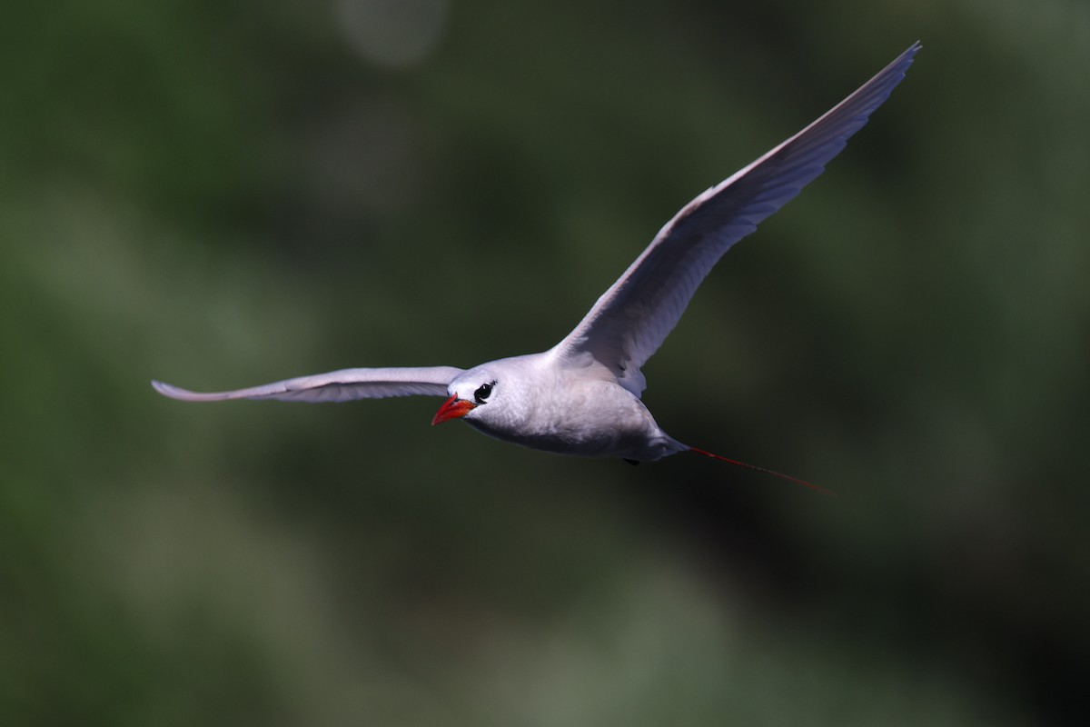 Red-tailed Tropicbird - ML638145266