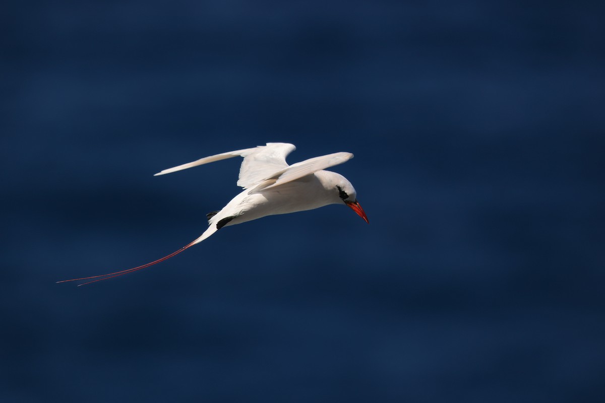 Red-tailed Tropicbird - ML638145267