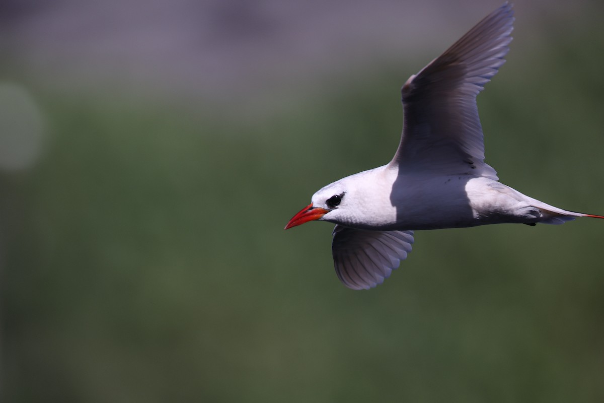 Red-tailed Tropicbird - ML638145268