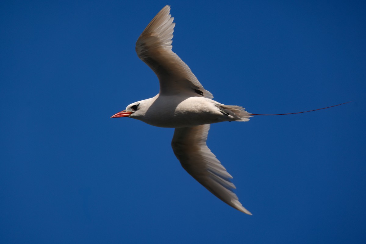 Red-tailed Tropicbird - ML638145269