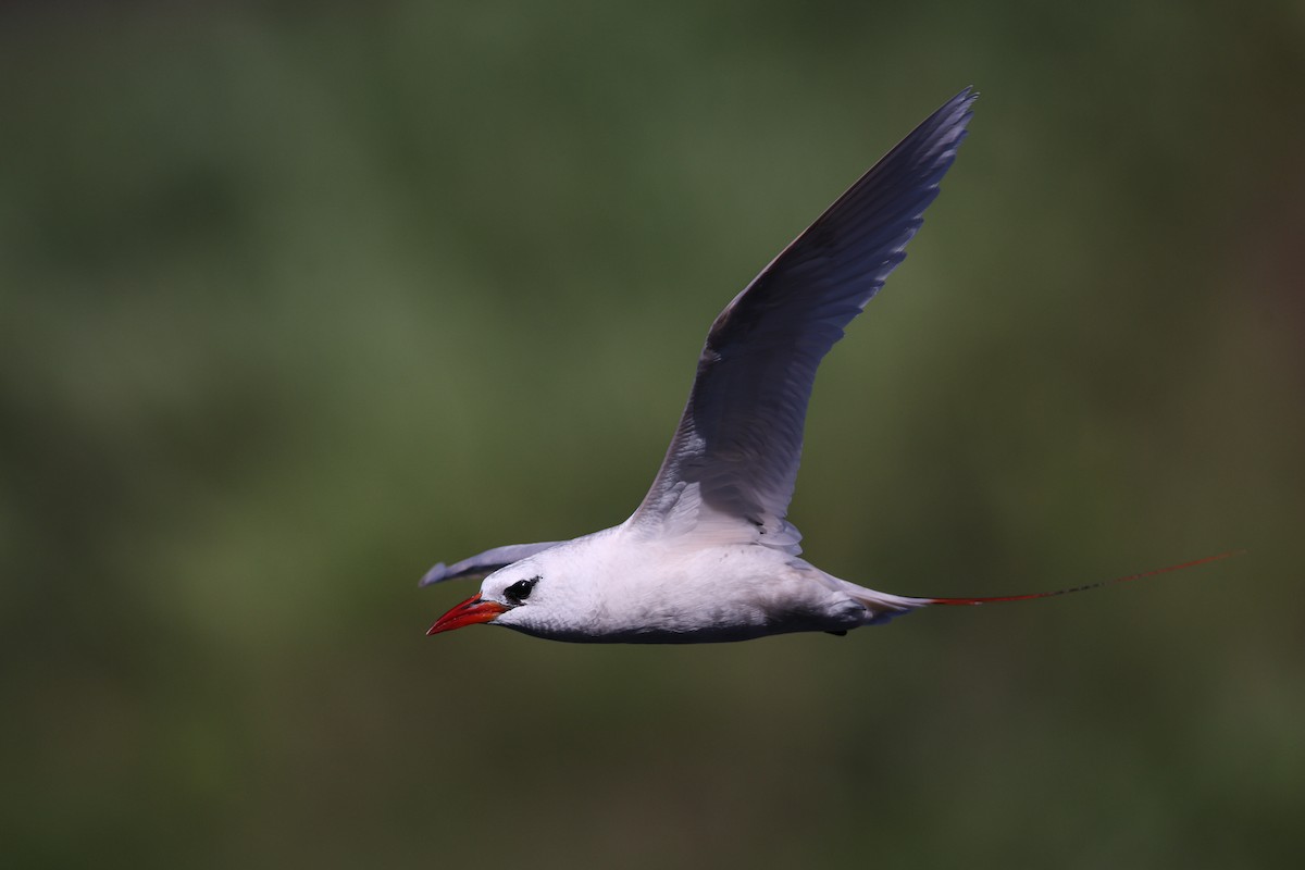 Red-tailed Tropicbird - ML638145270