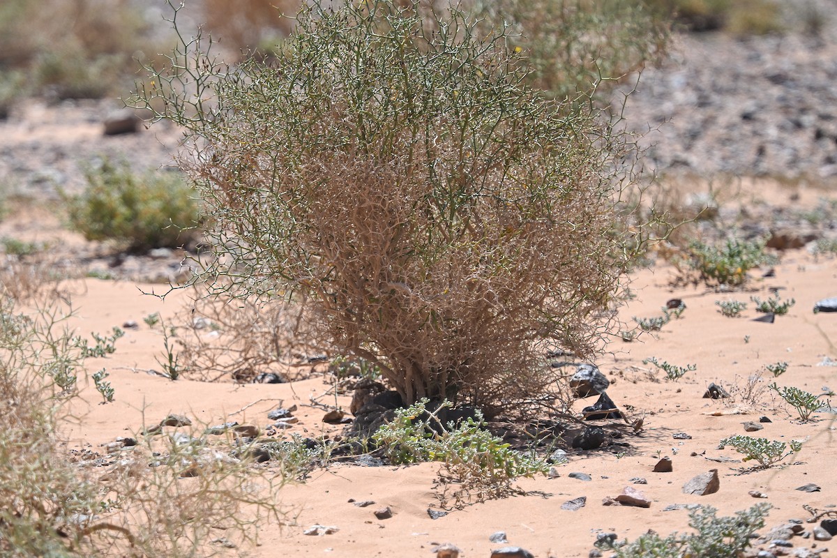 Egyptian Nightjar - ML638145278