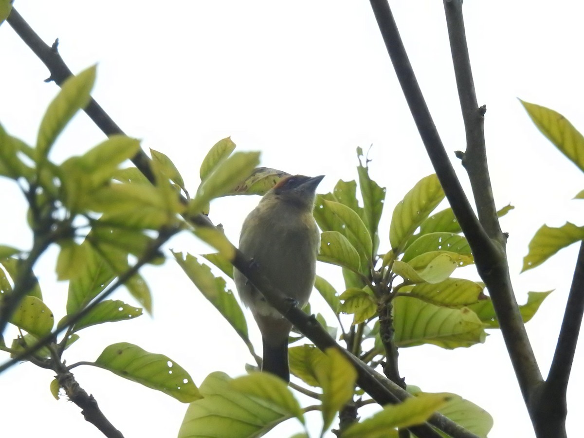 Scrub Tanager - ML638145313