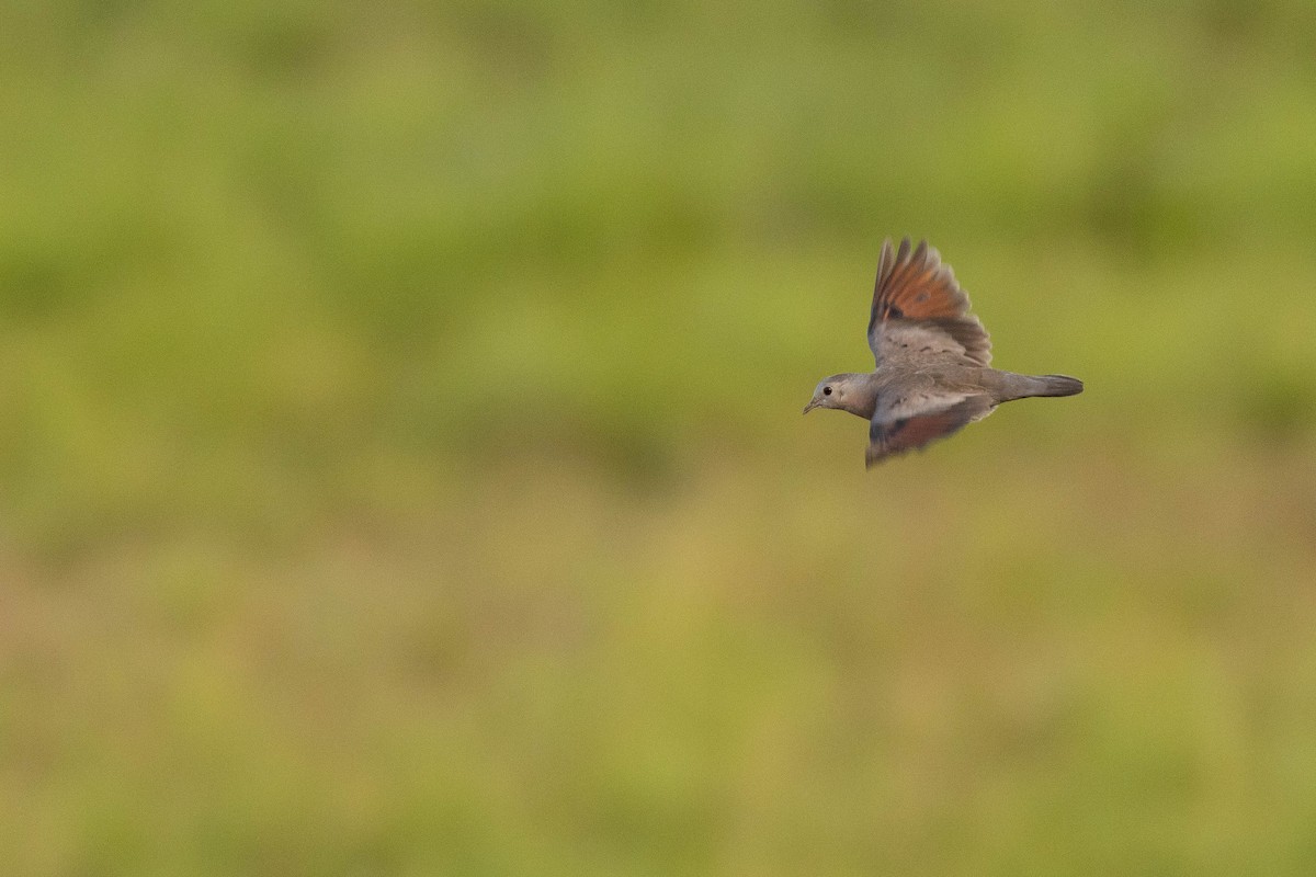Plain-breasted Ground Dove - ML638145330