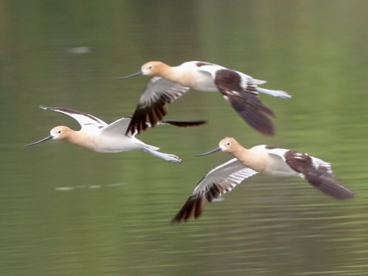 American Avocet - ML638145372