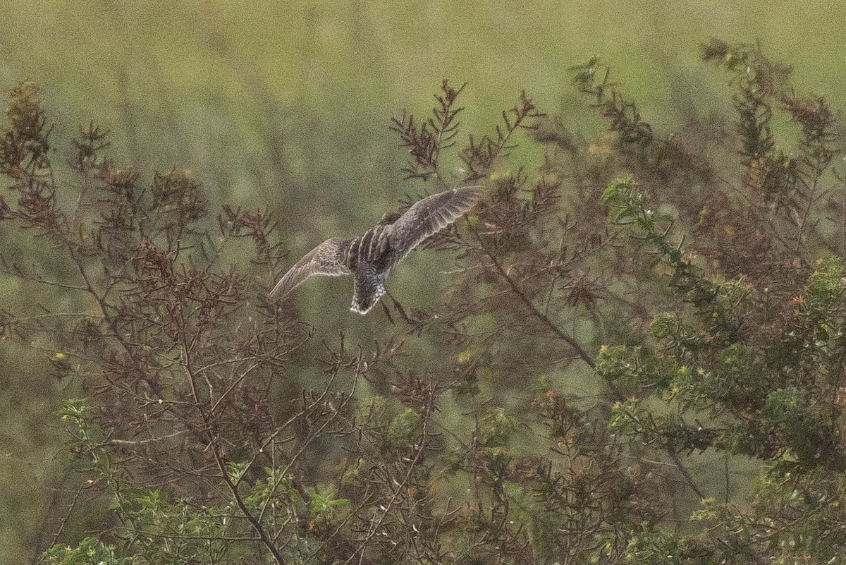 Pantanal Snipe - ML638145383