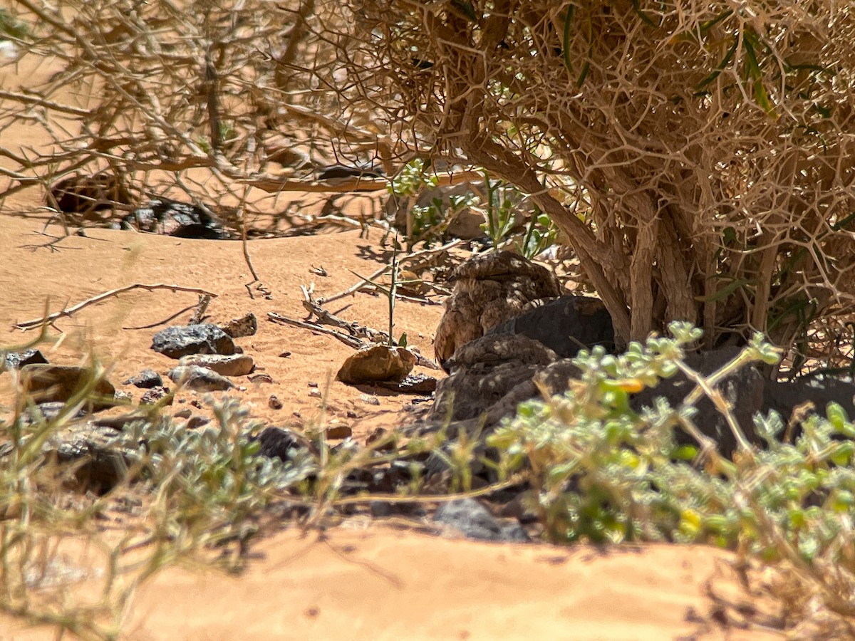 Egyptian Nightjar - ML638145387