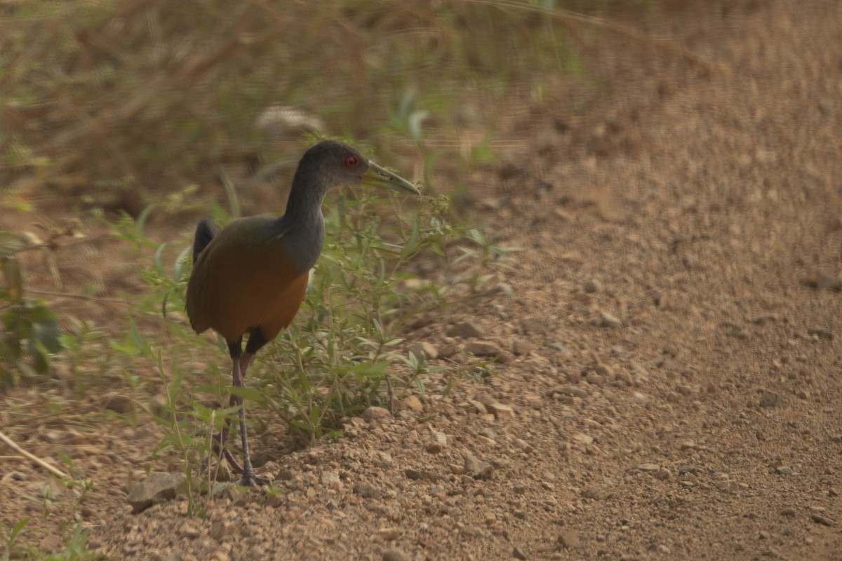 Gray-cowled Wood-Rail - ML638145436