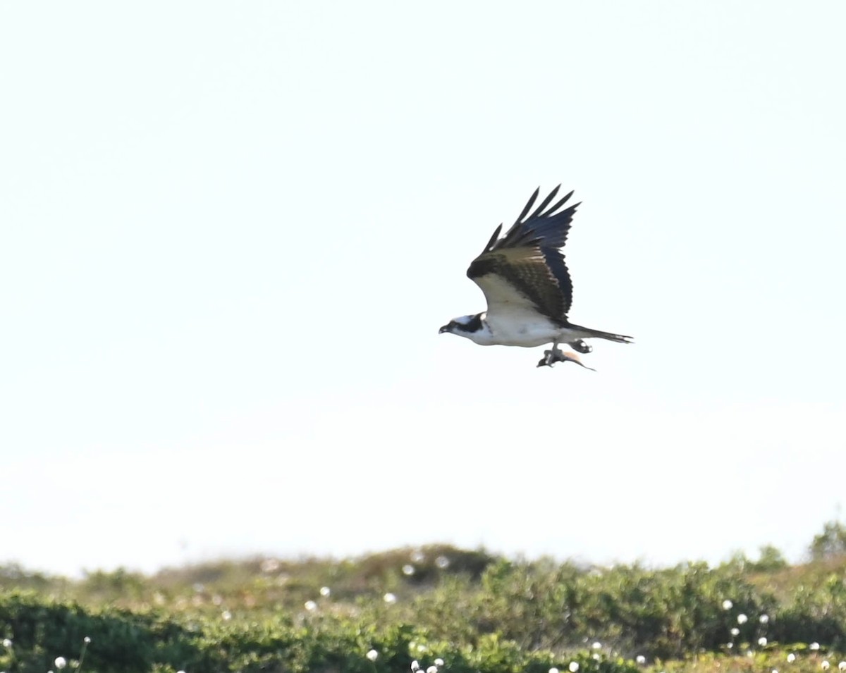 Osprey - ML638145452