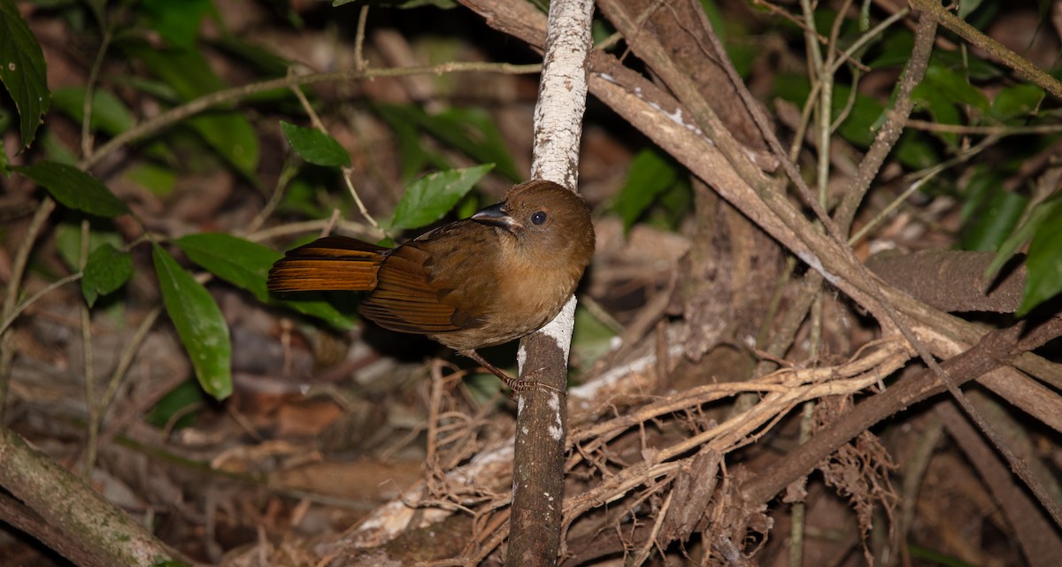 Red-crowned Ant-Tanager - ML638145456