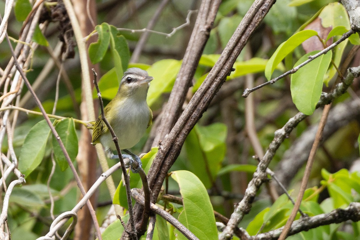 Chivi Vireo - ML638145470