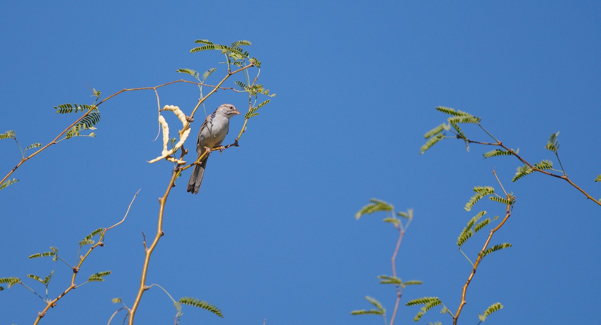 Rufous-winged Sparrow - ML638145476